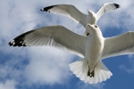 chesapeake_bay_gulls_soaring